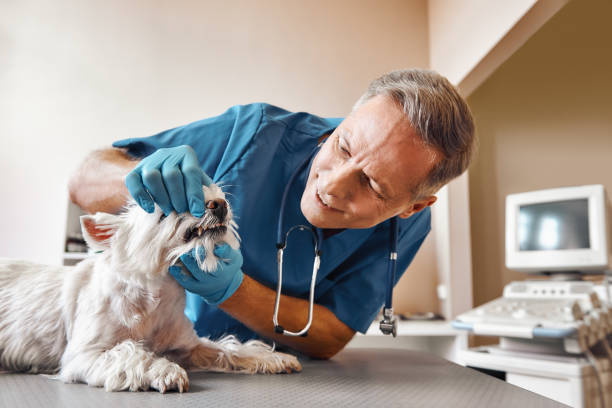 Best Emergency Wisdom Teeth Removal in Pine Ridge, FL